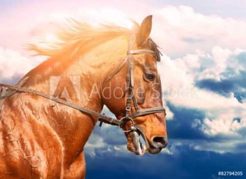 Picture of Portrait of bay horse in the background of the cloudy sky